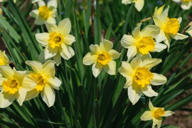 yabani nergis veya oruç lily olarak bilinen yabani nergis grubu