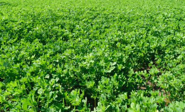 ilkbaharda taze yonca lucerne alan