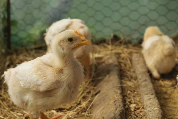 Genç tavuk bebek hatun 