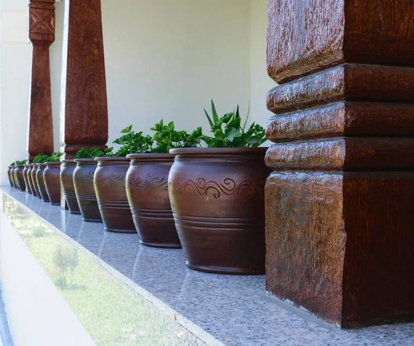 Yeşil Sardunya ile kahverengi saksı