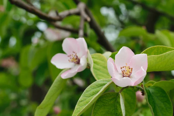 Рожева квітка айви - дрібна DOF — стокове фото