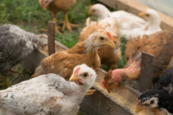 Organik yükseltilmiş tavuk