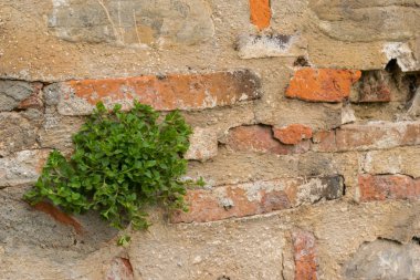 Eski bir tuğla duvarın içindeki çatlaktan büyüyen bir bitki.