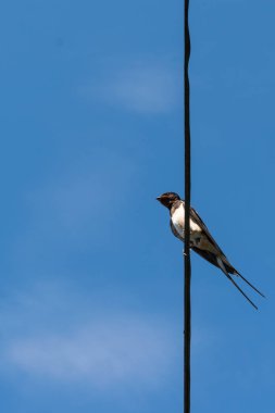 Bir kablo üzerinde dinlenen küçük bir kırlangıç kuşu - aşağıda, alçak açılı
