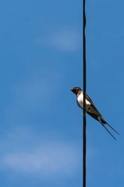 Bir kablo üzerinde dinlenen küçük bir kırlangıç kuşu - aşağıda, alçak açılı