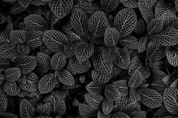 Beautiful black plants taxture. leaves of the plant