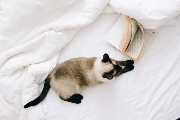 Cat Lying Bed Bright Bedroom Next Her Open Book Top — Stock Photo, Image