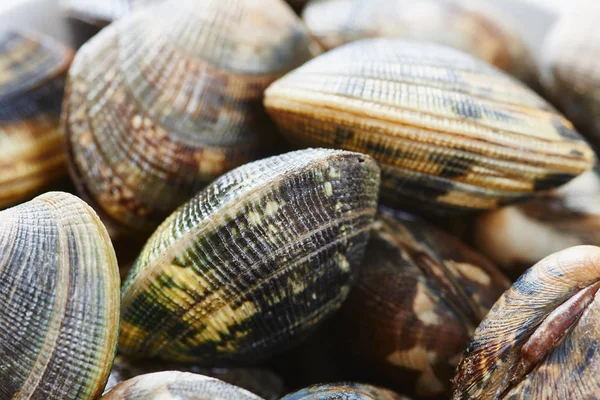 Raw clams close up — Stock Photo, Image