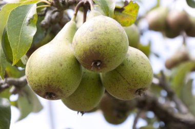 Armut meyve bahçesinde