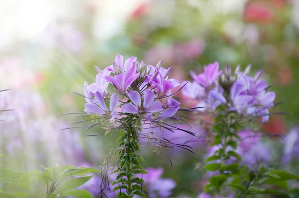 purple flowers on a city flowerbed