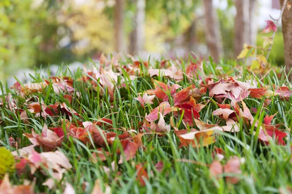 Spadające liście na trawę — Zdjęcie stockowe