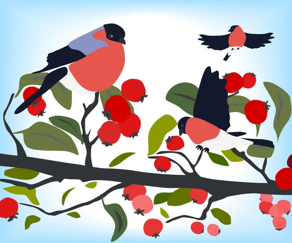 Bullfinches on a branch of hawthorn — Stock Vector