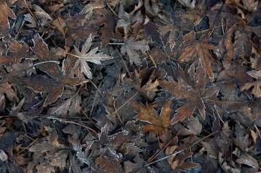 hoarfrost ile karanlık yaprakları ezilmiş yola düşmüş