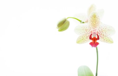 Orkide çiçek yakın çekim