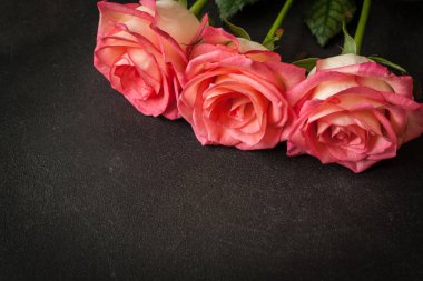 Gül siyah arka plan üzerine