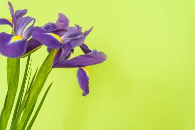 Bahar çiçek çerçeve iris yapılan