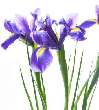 Bahar çiçek çerçeve iris yapılan