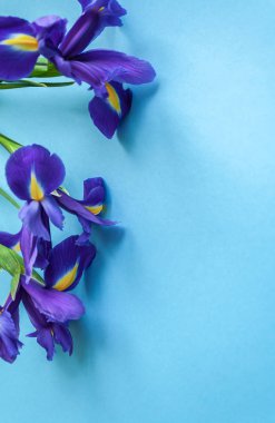 Bahar çiçek çerçeve Iris yaptı. Düz yatıyordu