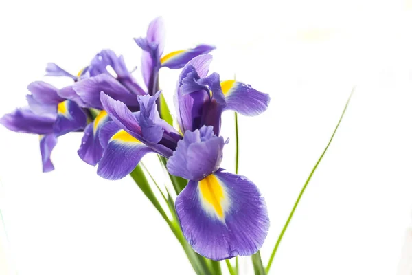 Spring flower frame made from iris — Stock Photo, Image
