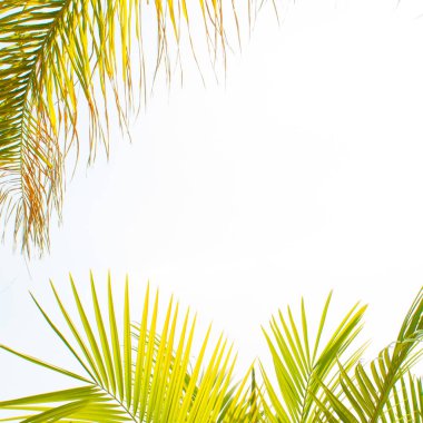 palmiye yaprakları ile çerçeve