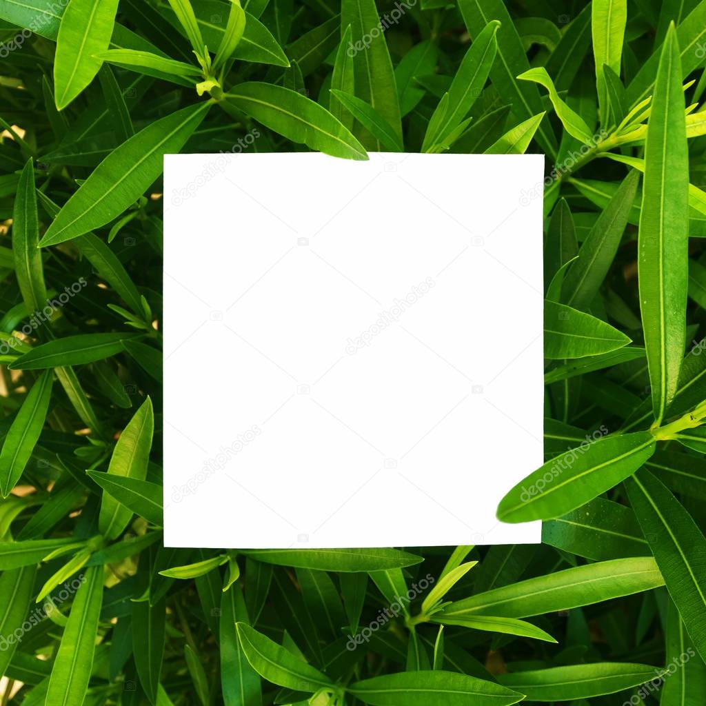 Creative layout made of flowers and leaves with paper card note. Flat lay. Nature concept