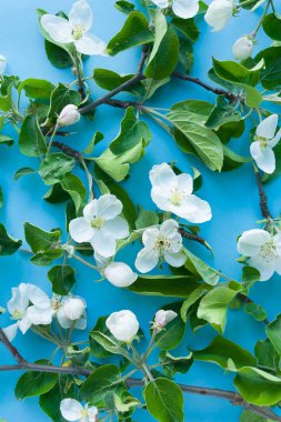 çiçeği elma ağacı mavi zemin üzerine
