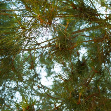 Gökyüzüne karşı ağaçlarının yemyeşil bitki örtüsü