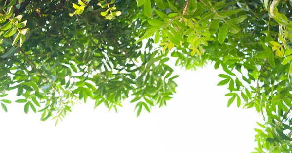 Изолированное зеленое дерево на белом фоне . — стоковое фото