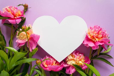 Kalpli çerçeve. Mor zemin üzerine pembe peonies
