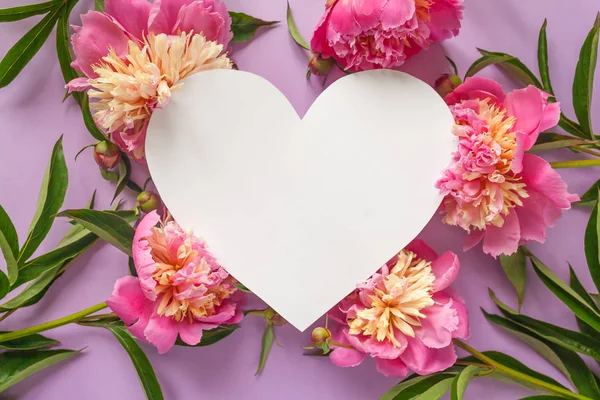 Cornice cardiaca. Peonie rosa su sfondo viola — Foto Stock