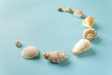 mavi bir arka plan üzerinde egzotik deniz kabukları bileşimi.