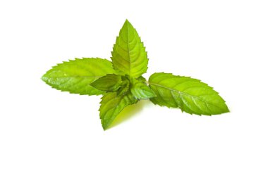 Beyaz arka plan üzerinde izole nane