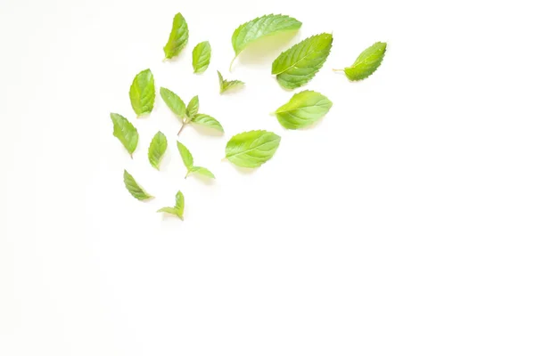 Composition with Fresh mint leaves — Stock Photo, Image