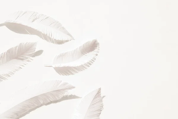 Las plumas de un pájaro de papel blanco sobre fondo blanco — Foto de Stock