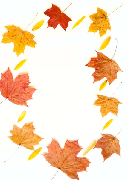 Осенняя рамка с листьями на белом фоне — стоковое фото