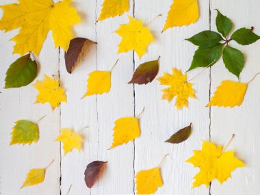 Beyaz arkaplanda sonbahar yaprakları