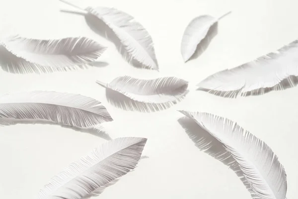 Las plumas de un pájaro de papel blanco sobre fondo blanco —  Fotos de Stock