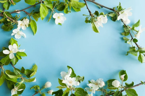 Albero di mele fiore su sfondo blu — Foto Stock