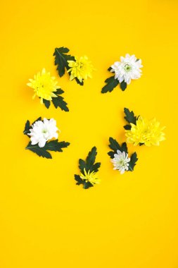 Yuvarlak kare. Sarı bir arka plan üzerinde beyaz ve sarı krizantem