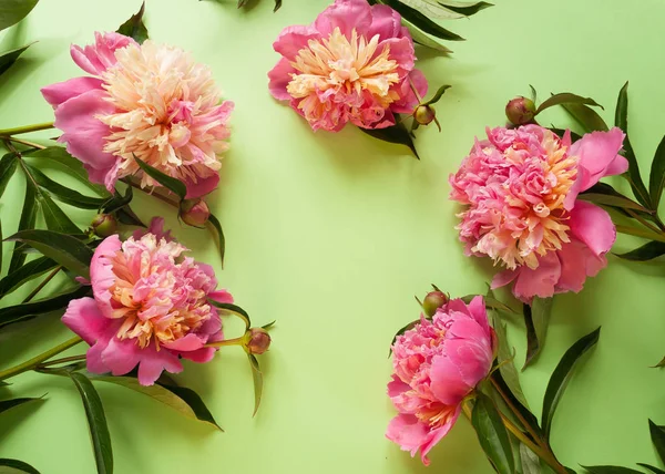 Pink peonies on green background
