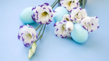 Paskalya yumurtaları ve bahar çiçekleri narcissi mavi zemin üzerine