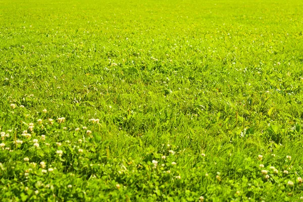 Textura de hierba verde —  Fotos de Stock