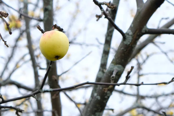 Fruta madura nos ramos de uma árvore de maçã . — Fotografia de Stock