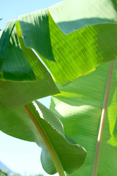 Hojas tropicales, conservador de verano, fondo verde. Abstracto — Foto de Stock