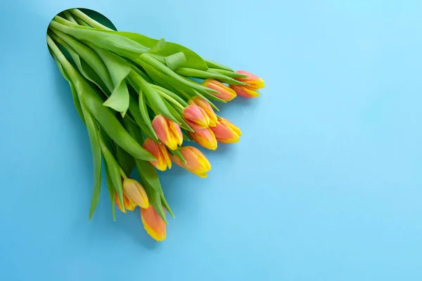Frische gelb-rote Tulpen auf blauem Grund. Urlaubskonzept — Stockfoto
