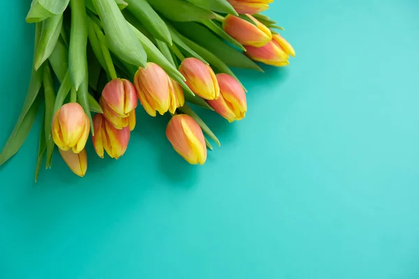 Frische gelb-rote Tulpen auf minzfarbenem Hintergrund. Urlaubskonzept — Stockfoto