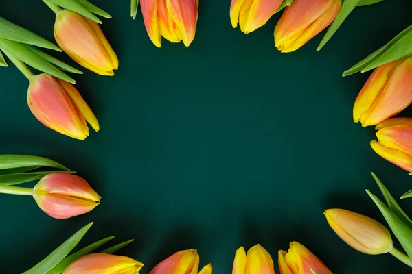 Frische gelb-rote Tulpen auf dunkelgrünem Hintergrund. Urlaubskonzept — Stockfoto