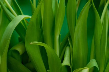 Yeşil yapraklardan oluşmuş yaratıcı bir düzen. Doğa arkaplanı