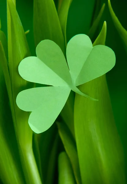 Concept Saint Patrick Mise Page Créative Faite Feuilles Vertes Rapprochées — Photo