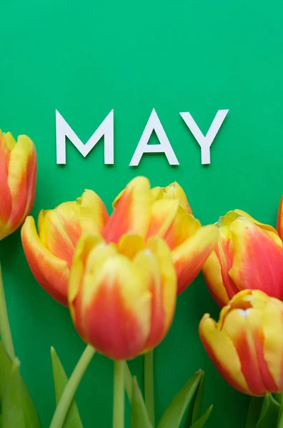 Hallo Mei Met Frisse Geel Rode Tulpen Een Groene Achtergrond — Stockfoto